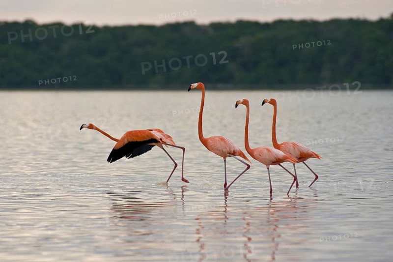 American flamingos (Phoenicopterus ruber)