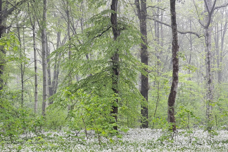 Flowering wild garlic (Allium ursinum) in spring forest