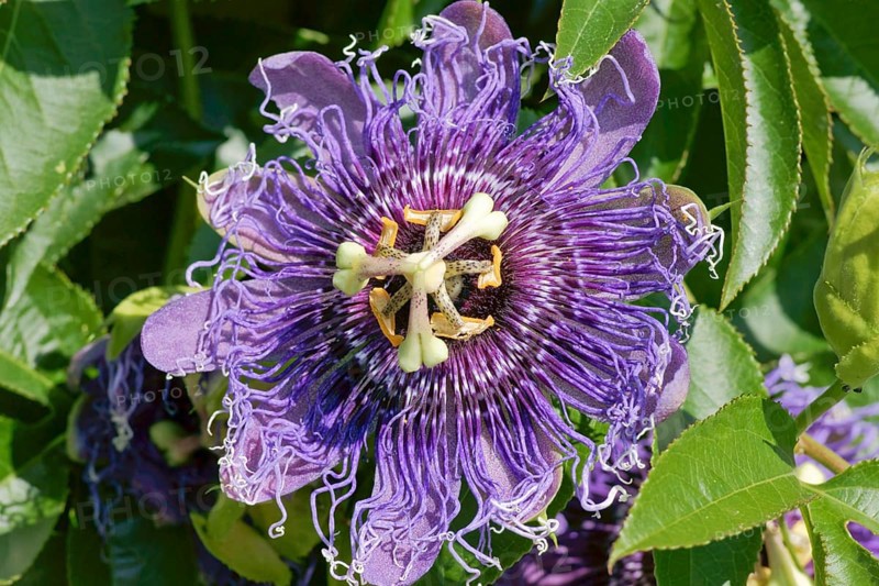 Bluecrown Passionflower (Passiflora caerulea)