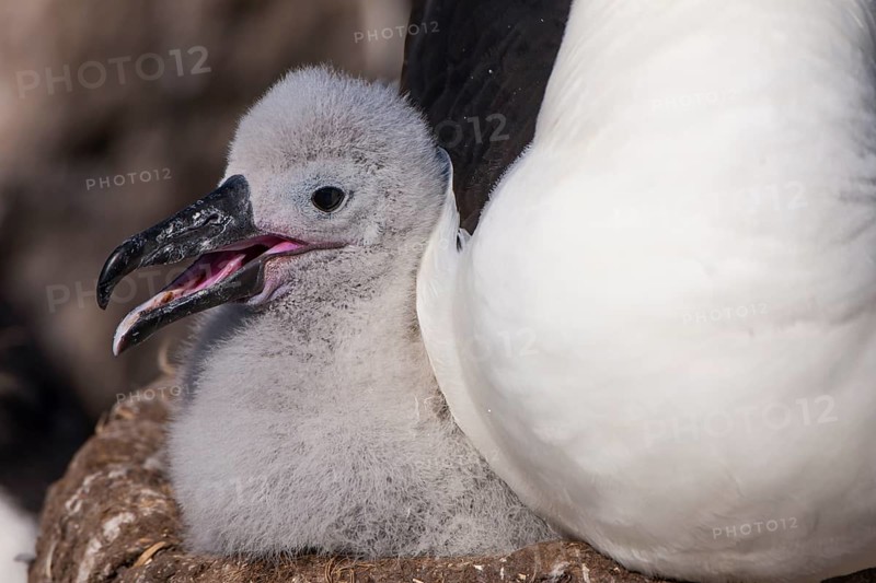 Black-browed Albatross or Black-browed Mollymawk (Thalassarche melanophris)