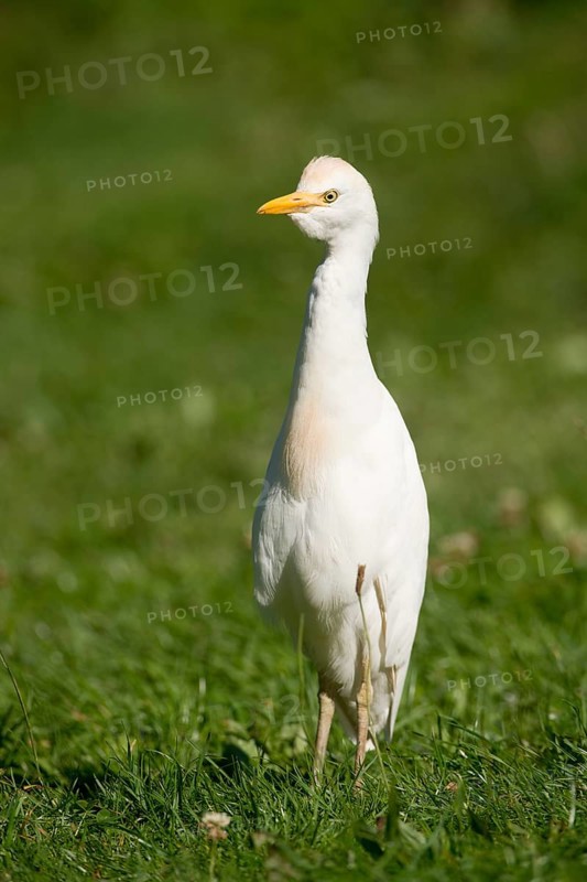 Cattle Egret (Bubulcus ibis) standing in a meadow