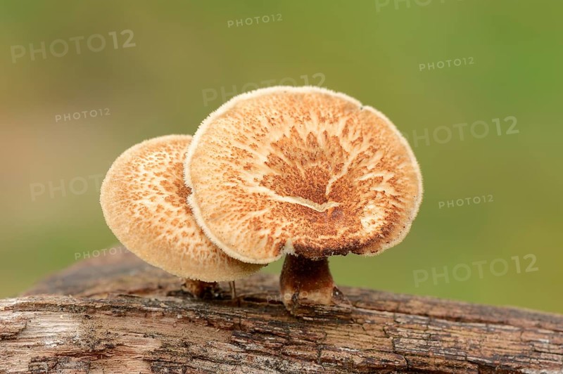 Fringed Polypore (Polyporus ciliatus)