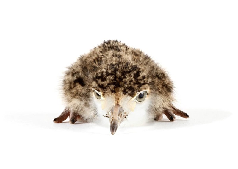 Spur-winged Lapwing or Spur-winged Plover (Vanellus spinosus) chick