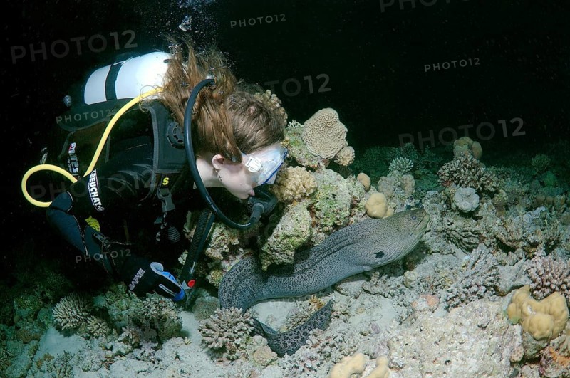 Giant Moray (Gymnothorax javanicus) at night