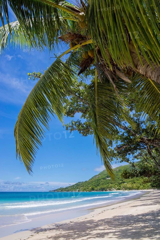 Beach with palm trees