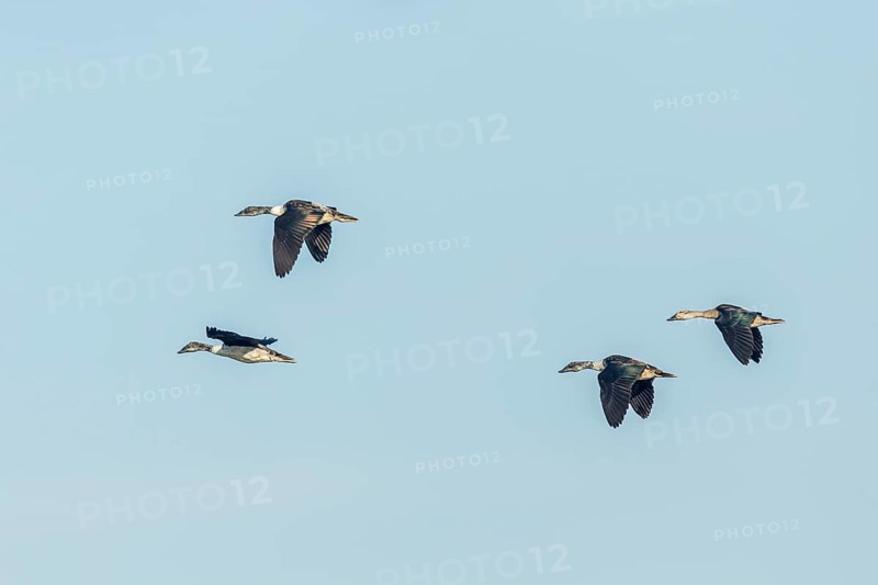 Knob-billed Ducks (Sarkidiornis melanotos) in flight