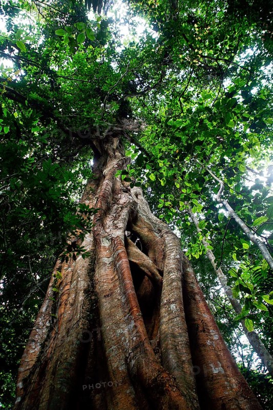 Jungle giant