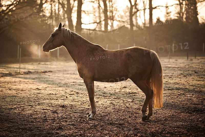 Small horse