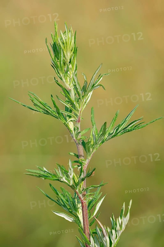 Mugwort (Artemisia vulgaris)