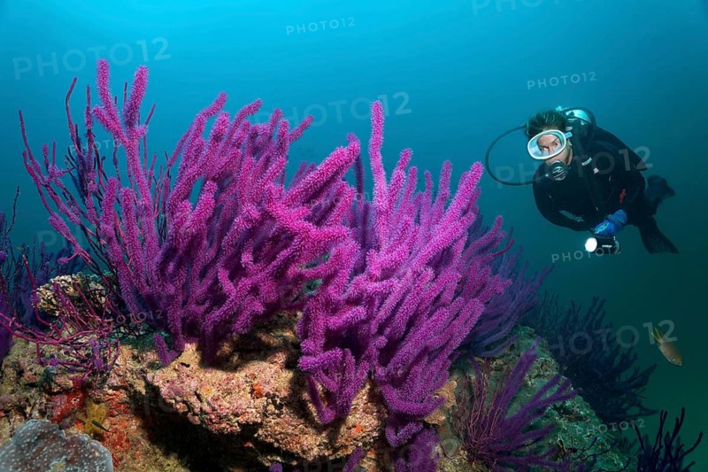 Diver looking at Red sea whips (Ellisella sp.)