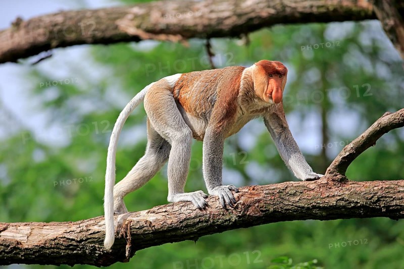 Proboscis Monkey (Nasalis larvatus)