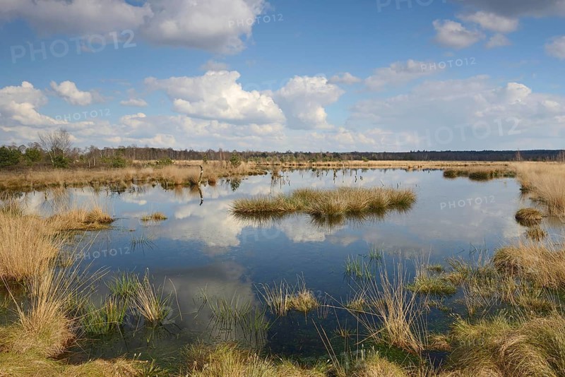 Rewetted moor