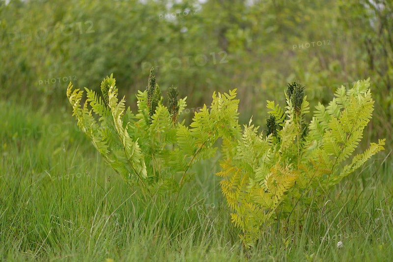 Royal fern (Osmunda regalis)