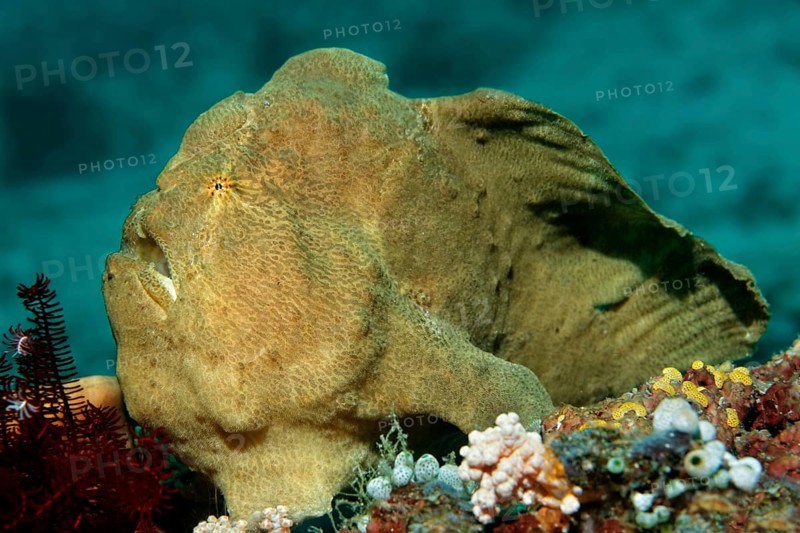 Commerson's Frogfish or Giant Frogfish (Antennarius commerson)