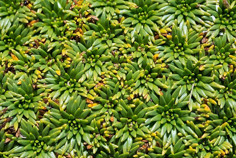 Plant cushion on a mountain meadow