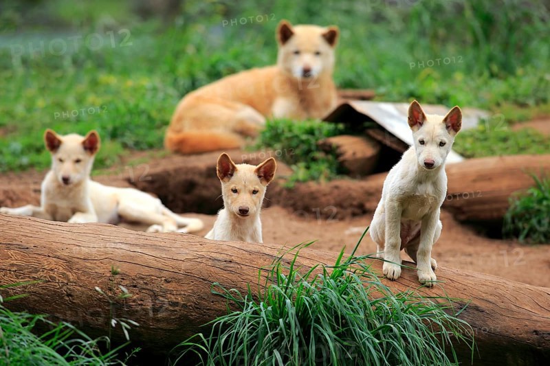 Dingoes (Canis familiaris dingo)