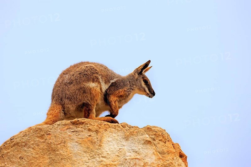 Yellow-footed Rock Wallaby (Petrogale xanthopus)