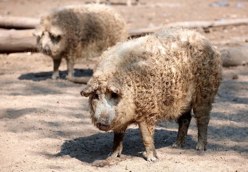Hairy Mangalitsa pigs