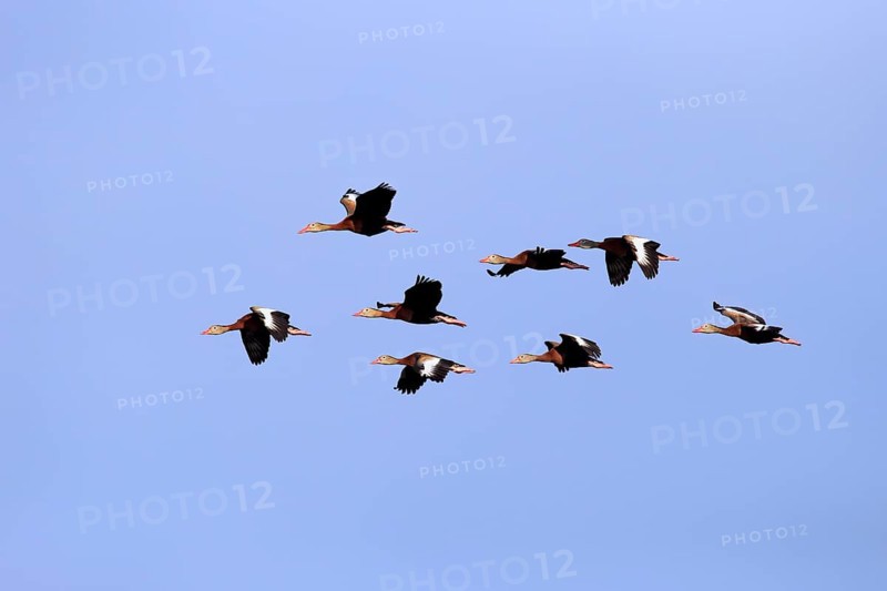 Black-bellied Whistling Ducks (Dendrocygna autumnalis)