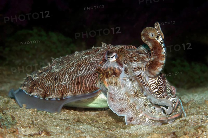 Broadclub Cuttlefish (Sepia latimanus)