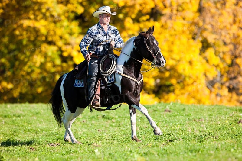 Cowboy galloping with a black tobiano American Paint Horse
