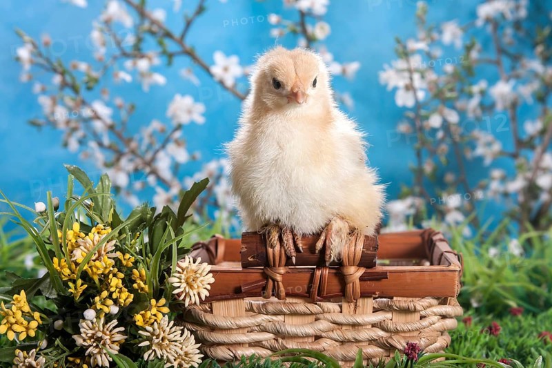 Domestic fowl chick