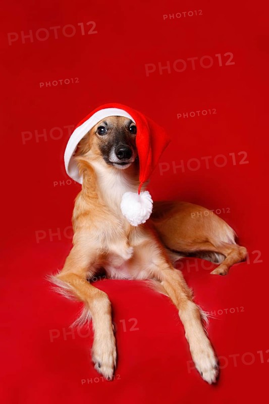 Longhaired Whippet or Silken Windsprite