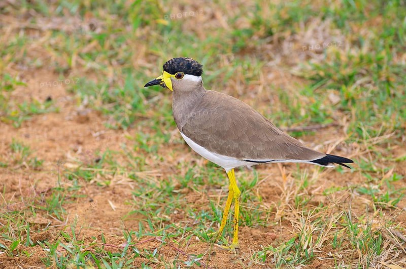 Yellow-wattled Lapwing (Vanellus malarbaricus)