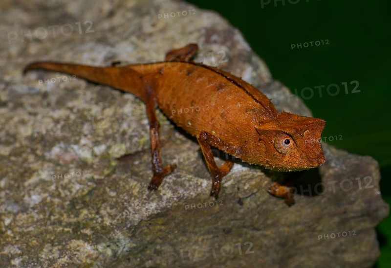 Brown Leaf Chameleon (Brookesia superciliaris) Marojejy National Park