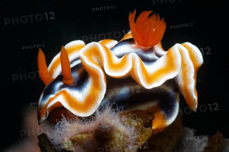 Magnificent Chromodoris (Chromodoris magnifica)