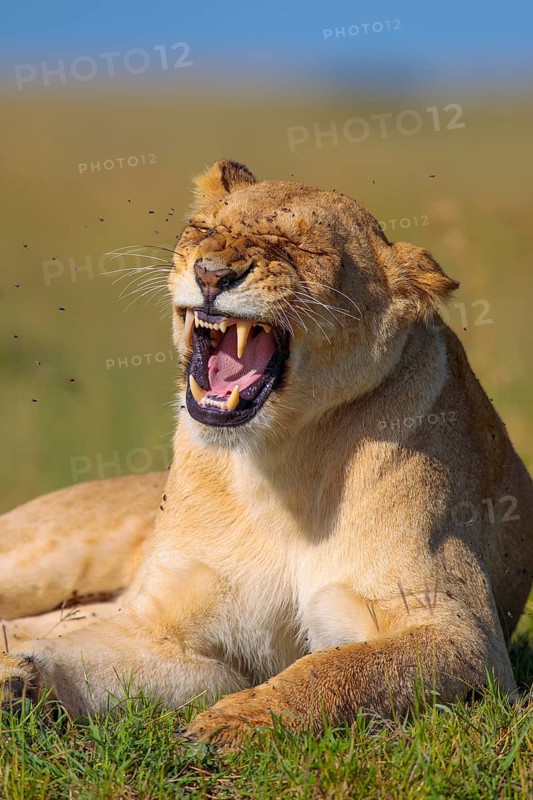 Lioness (Panthera leo) yawning