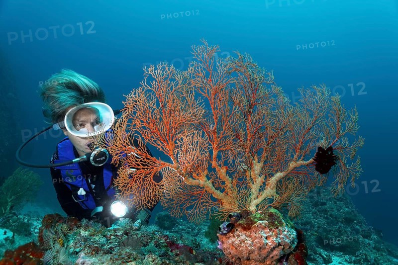Female scuba diver looking at Gorgonian or Fan Coral