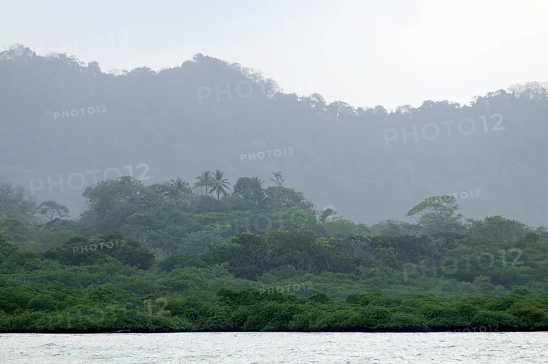 Mangroves on the coast