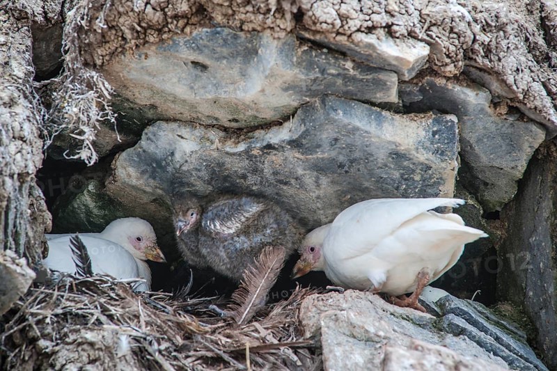Snowy Sheathbill (Chionis alba)