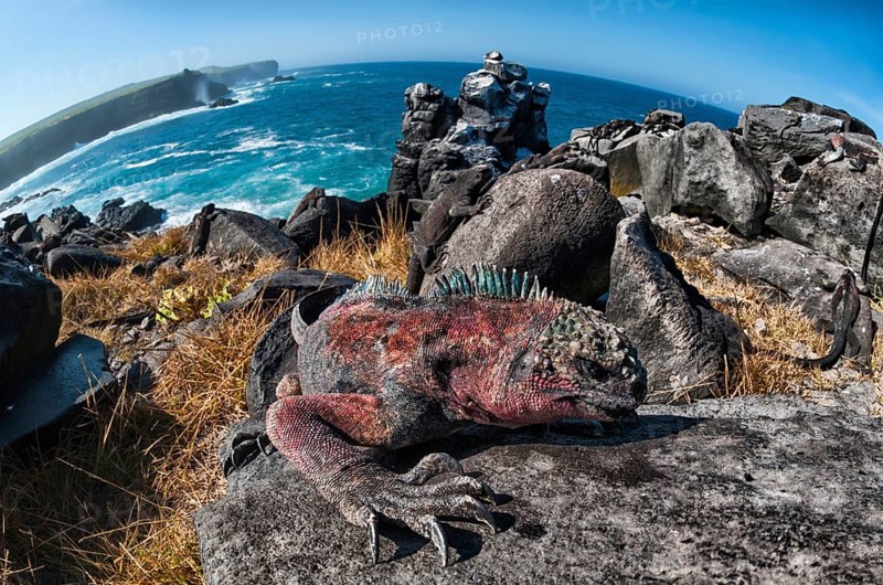 Sea Iguana or Galapagos Marine Iguana (Amblyrhynchus cristatus hassi)