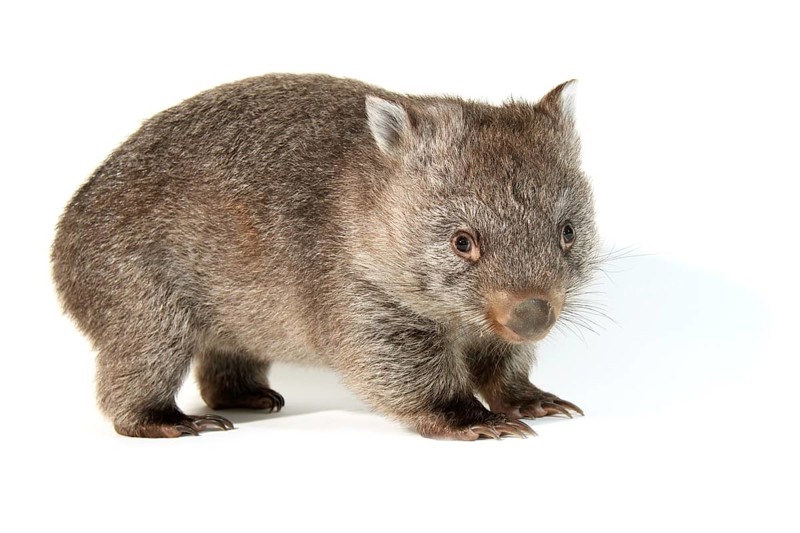 Common Wombat (Vombatus ursinus)