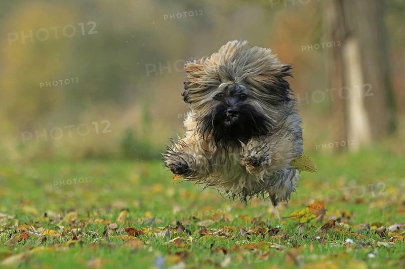 Lhasa Apso jumping