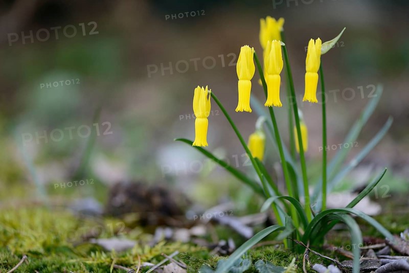 Cyclamen-flowered Daffodil (Narcissus cyclamineus)