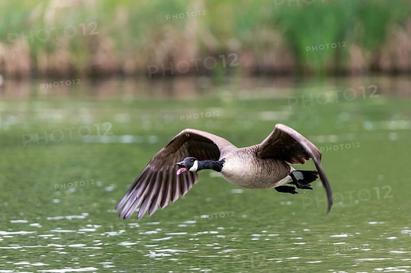Canada Goose (Branta canadensis)