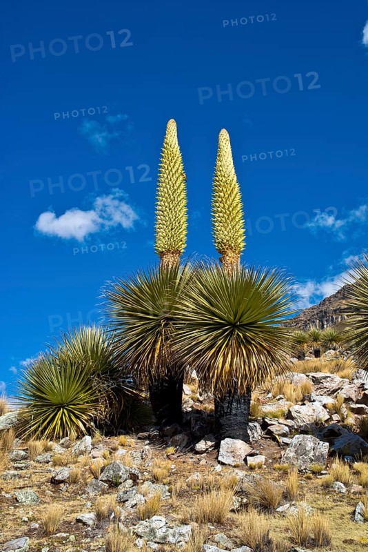 Queen of the Andes (Puya raimondii)