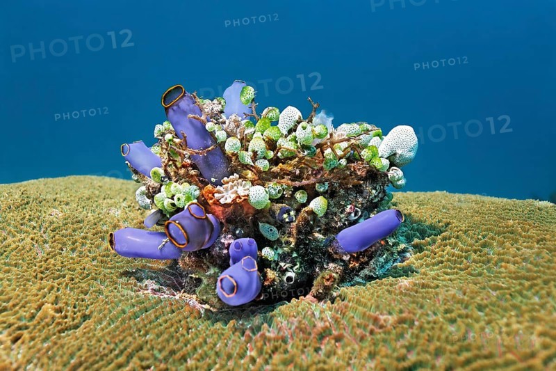Small colony of various Sea Squirts (Tunicata) on Brain Coral or Stony Coral (Faviidae)