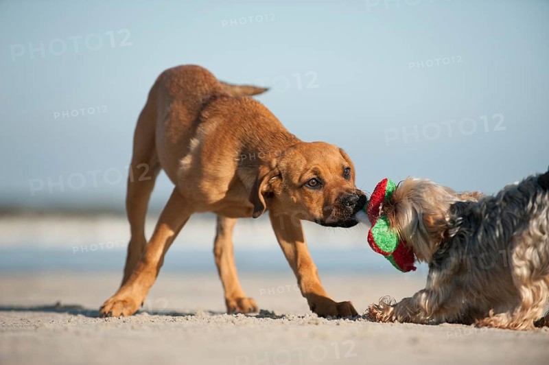 A Yorkshire Terrier and a mixed breed puppy playing on the beach