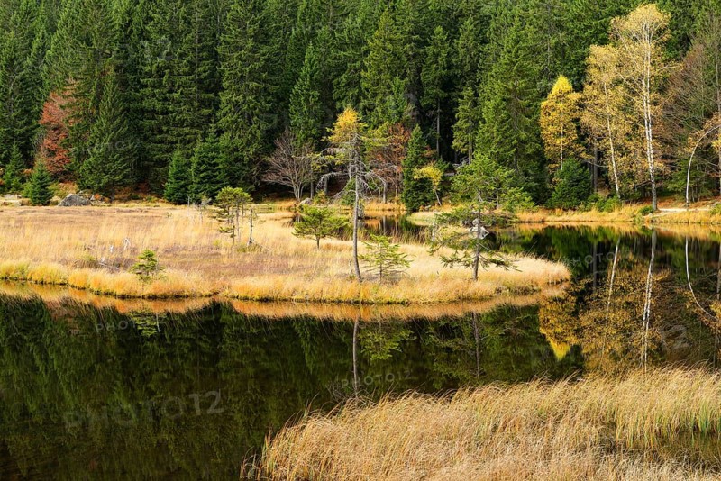 Autumn in the Naturschutzgebiet Kleiner Arbersee nature reserve