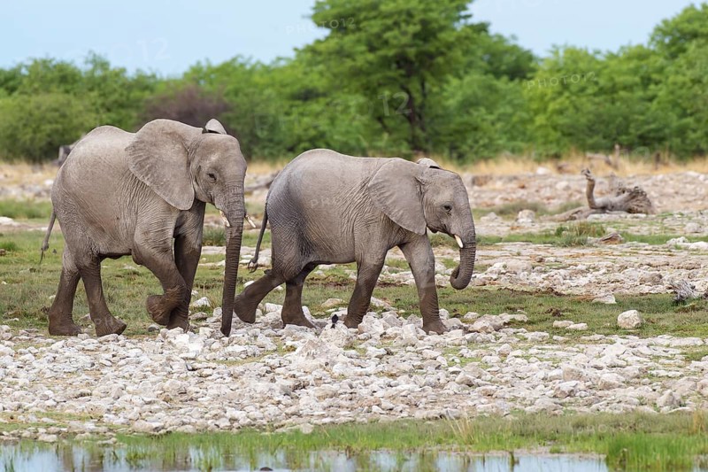 African elephants (Loxodonta africana)