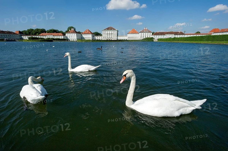 Mute swans (Cygnus olor) on the palace canal