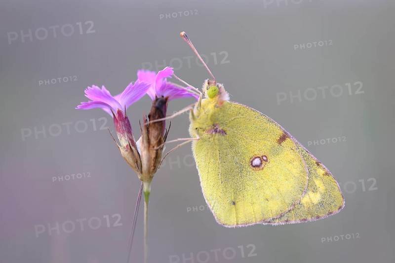 Pale Clouded Yellow (Colias hyale)