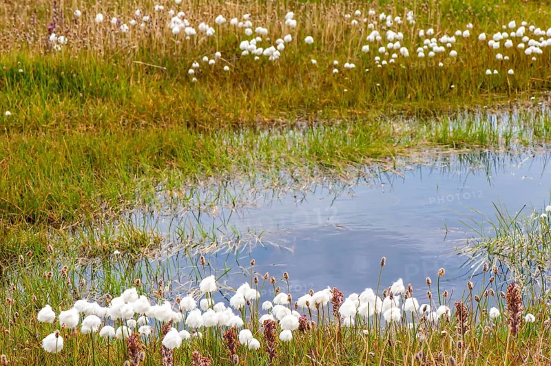 Arctic Cotton Grass (Eriophorum scheuchzeri ssp. arcticum)