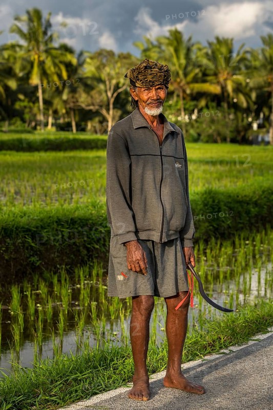 Elderly rice farmer wearing a head scarf