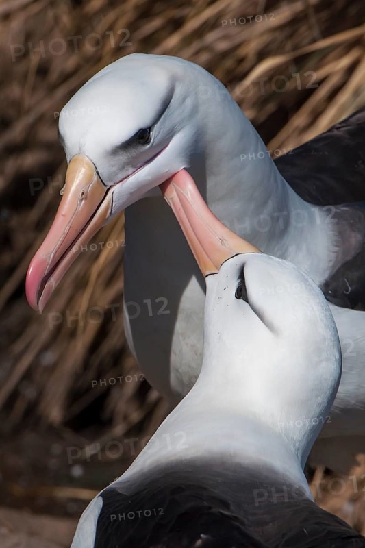 Black-browed Albatross or Black-browed Mollymawk (Thalassarche melanophris) returning to its nest and being welcomed by its brooding partner