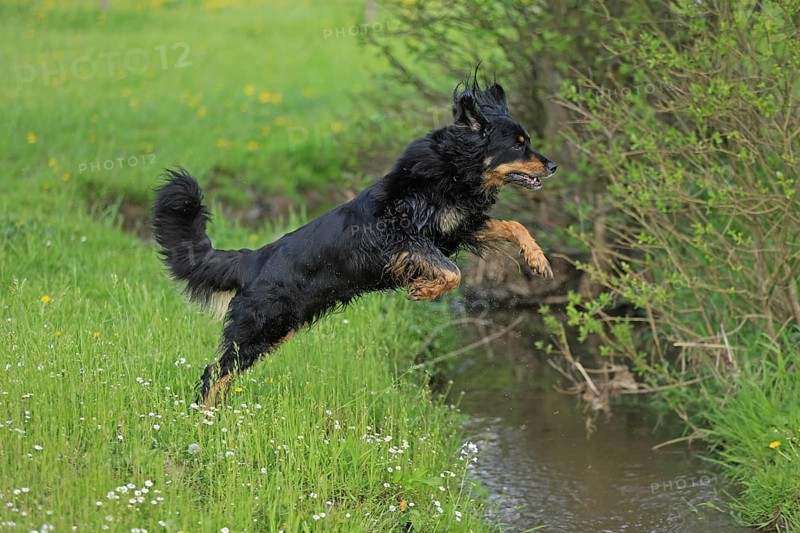 Hovawart jumping over brook